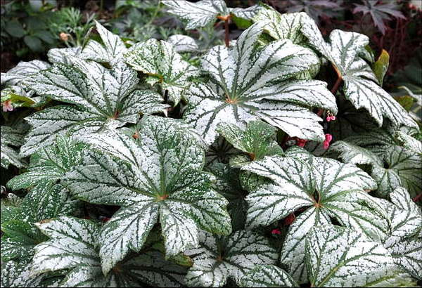 B. ‘Silver Splendor’